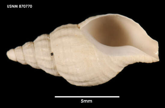 Image of Falsitromina simplex (Powell 1951)