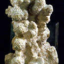 Image of Porites monticulosa Dana 1846