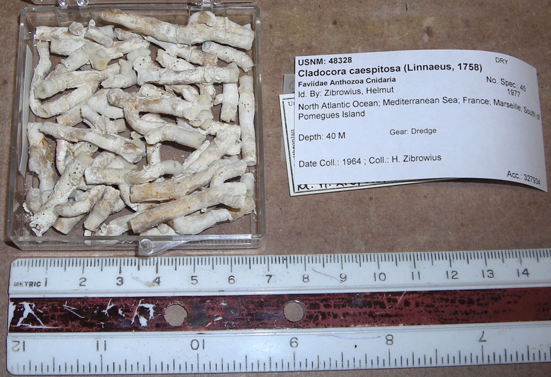 Слика од <i>Cladocora caespitosa</i>