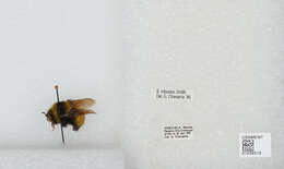 Image of Bombus robustus Smith 1854