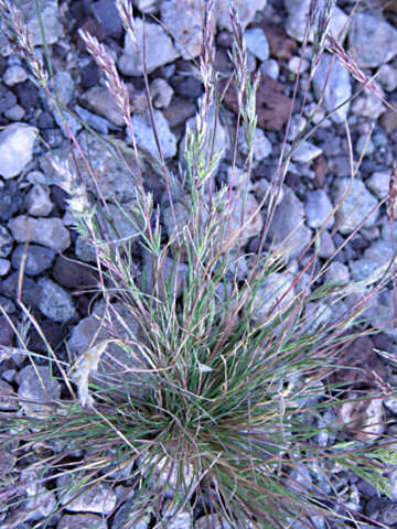 Image of common Mediterranean grass