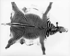 Image of Grevy's Zebra