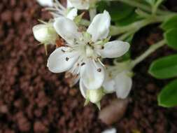 Image of Hawai'i hawthorn