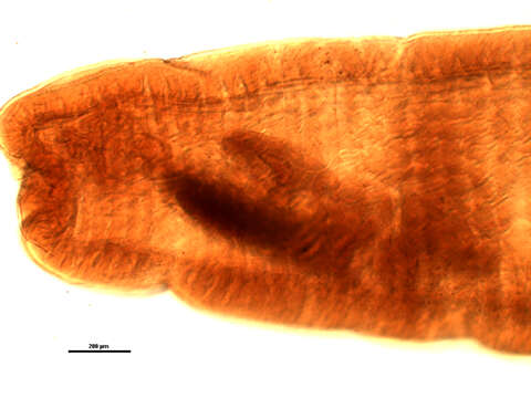 Image of Mediorhynchus robustus Van Cleave 1916