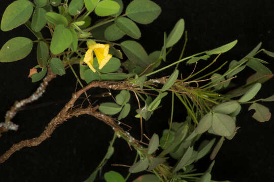 Imagem de Oxalis frutescens subsp. angustifolia (Kunth) Lourteig