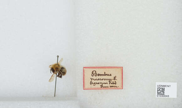 Image of Bombus muscorum (Linnaeus 1758)