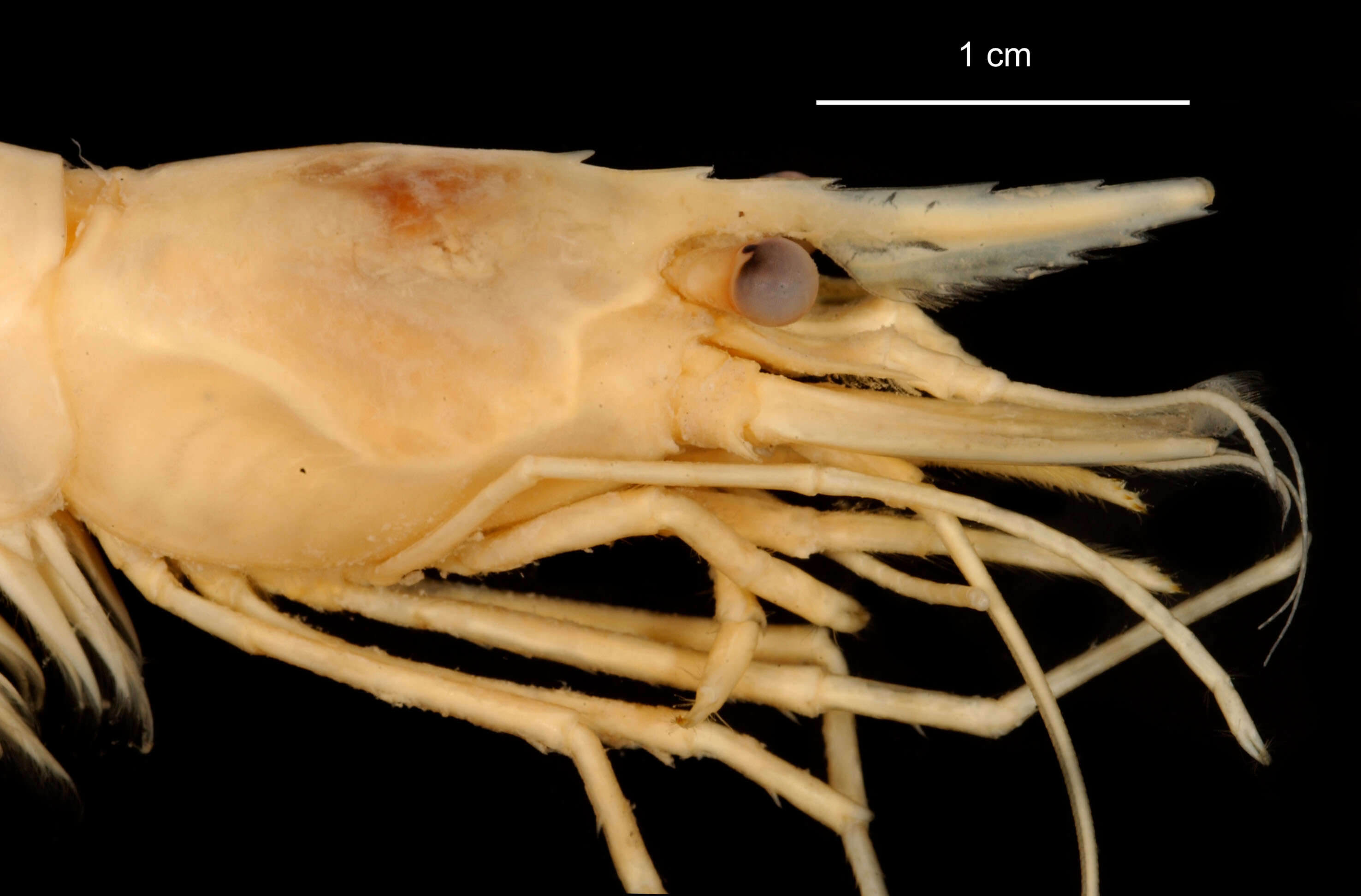 Image de Chorismus antarcticus (Pfeffer 1887)