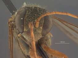 صورة Auplopus villosus Dreisbach 1963