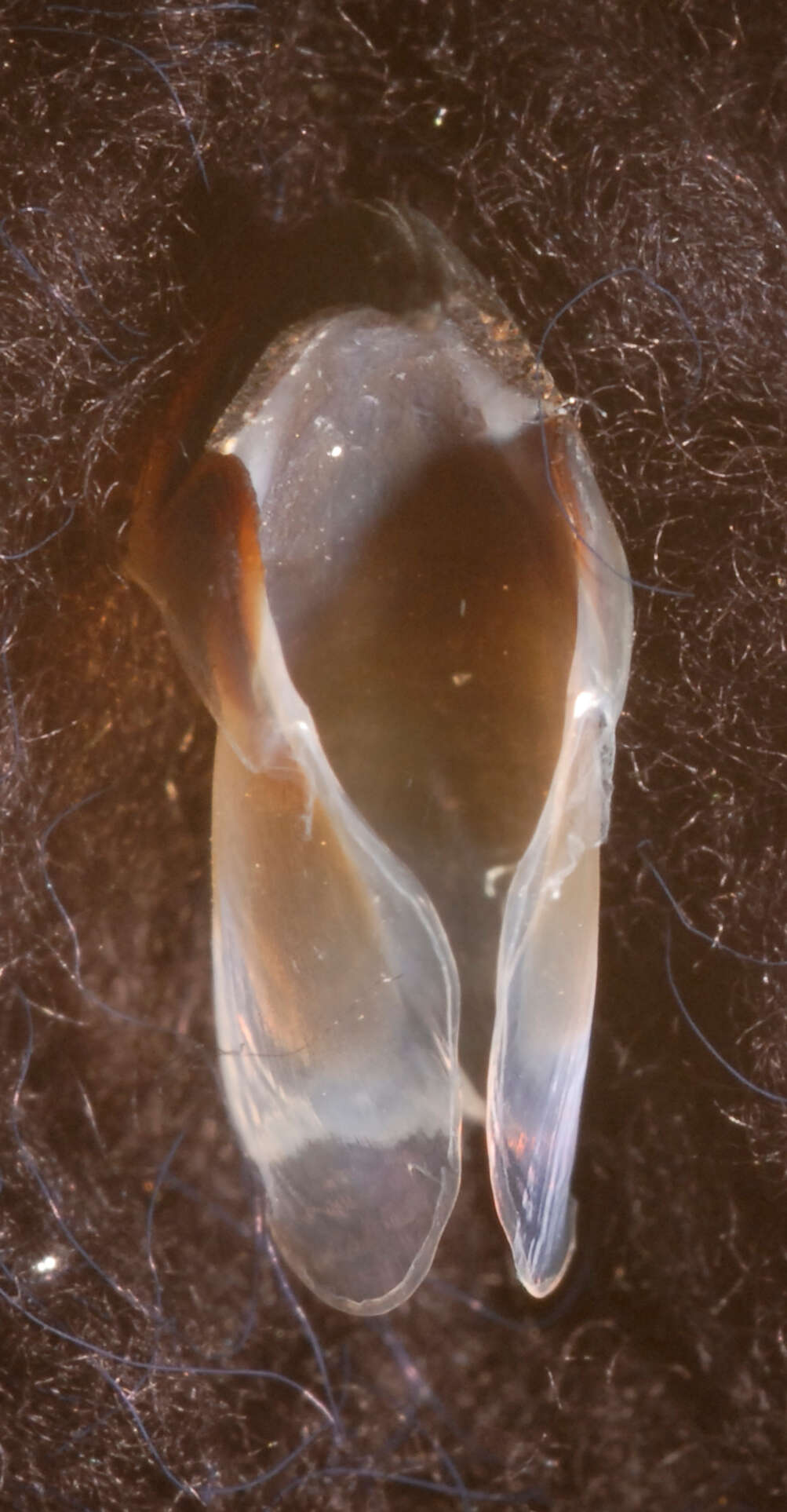 Image of arrow-finned squid