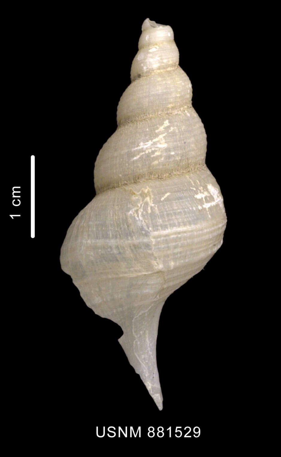 Image of Drepanodontus tatyanae Harasewych & Kantor 2004