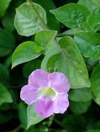 Image of Chinese violet