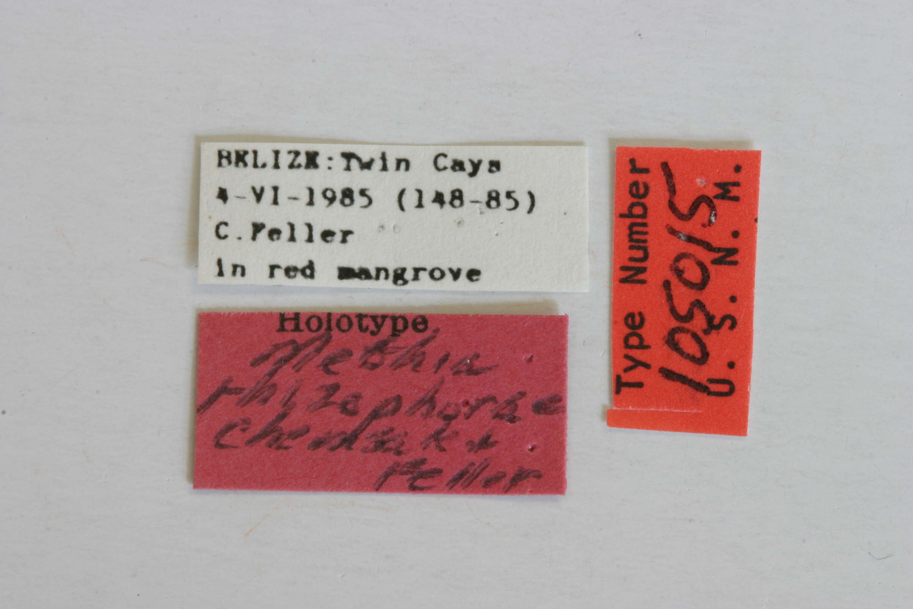 Image of Methia rhizophorae Chemsak & Feller 1988