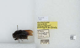 Image of Bombus macgregori La Bougle & Ayala 1985