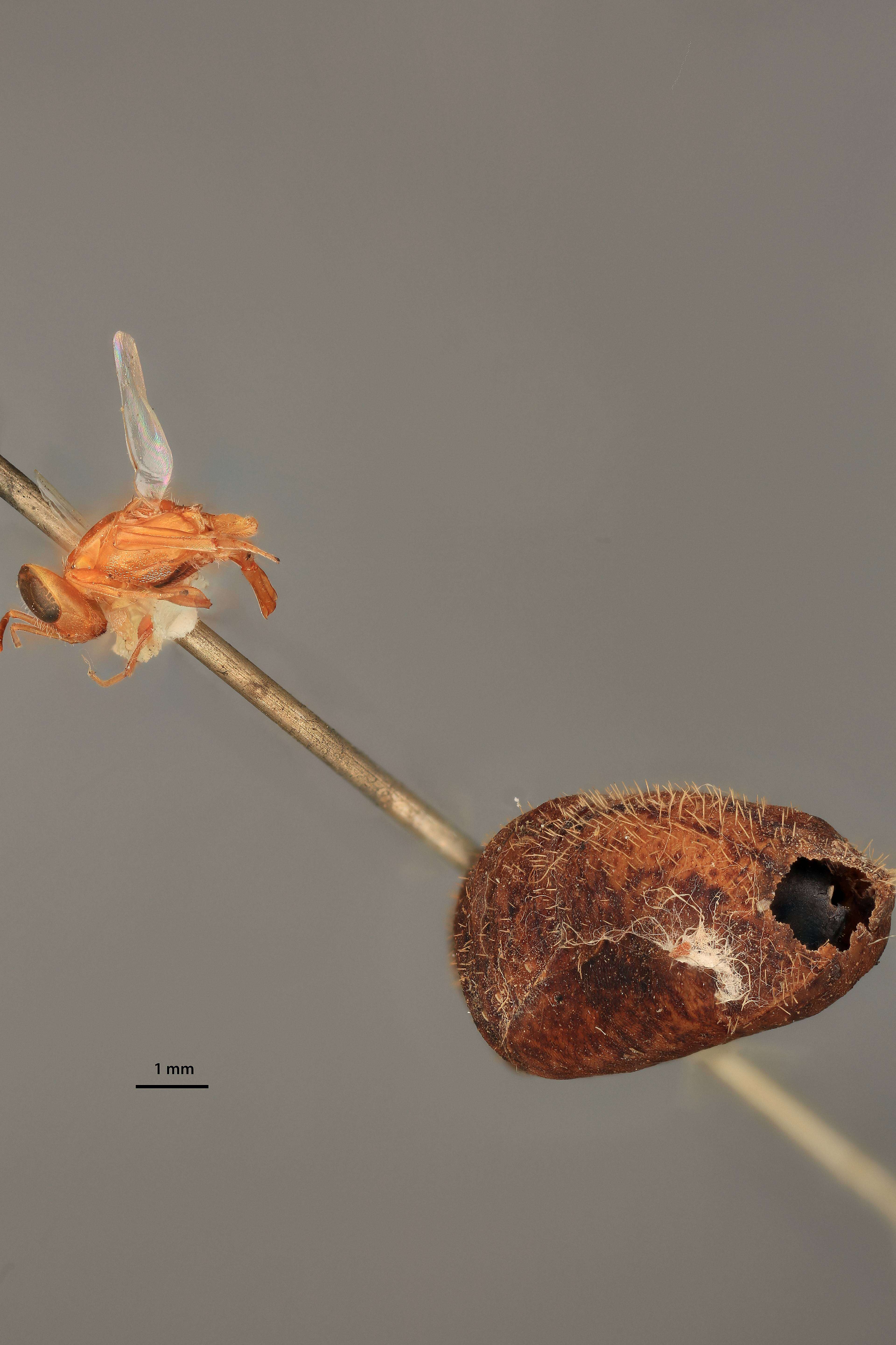 Image of Arachnophaga aureicorpus (Girault 1916)