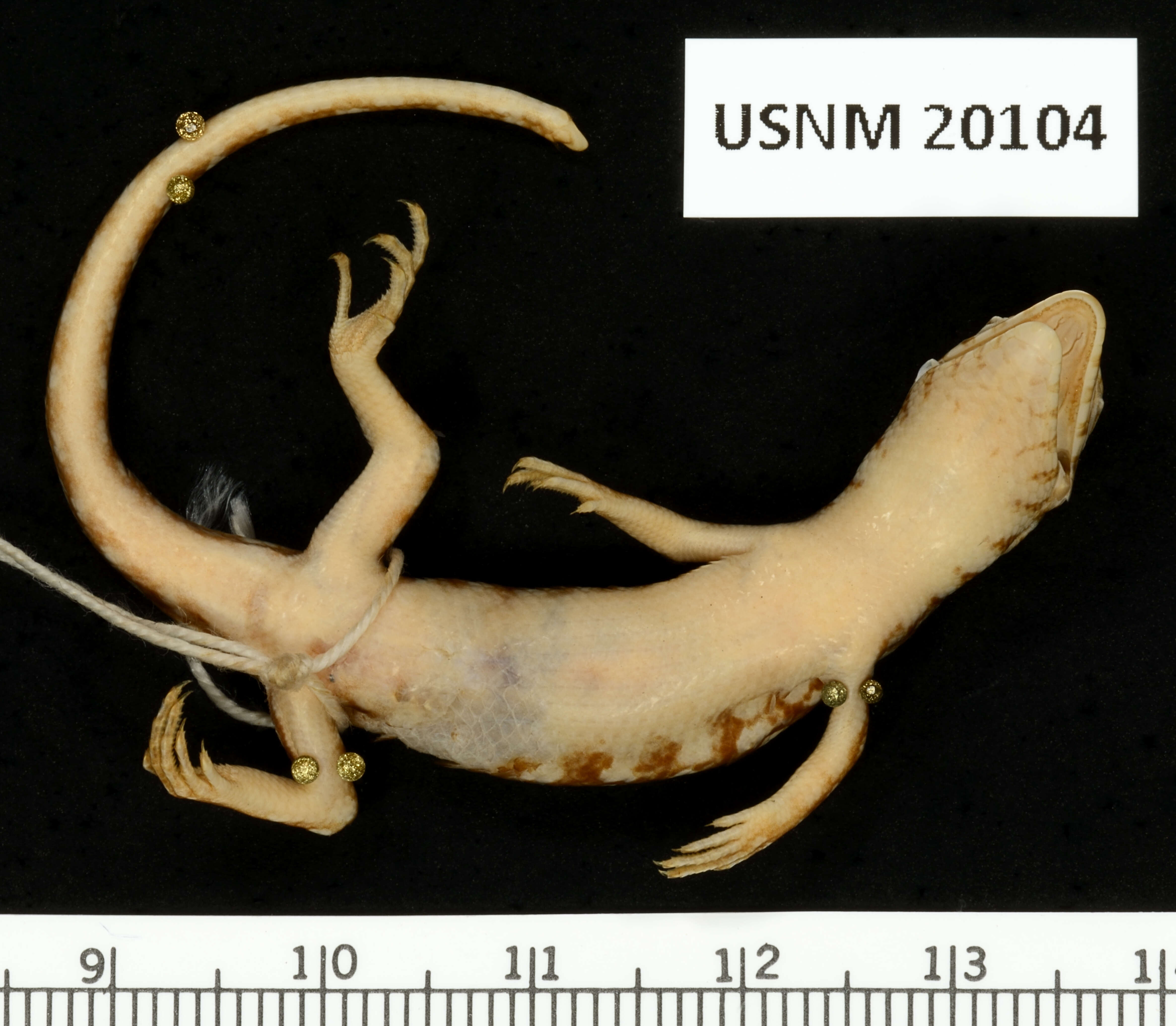 Image of Short-necked Skink