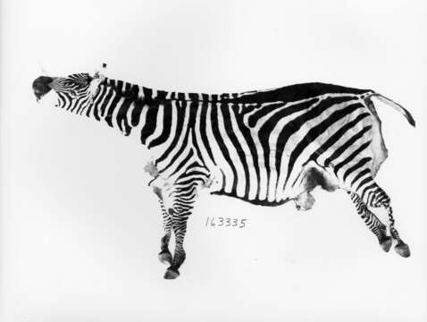 Image of Grant's zebra