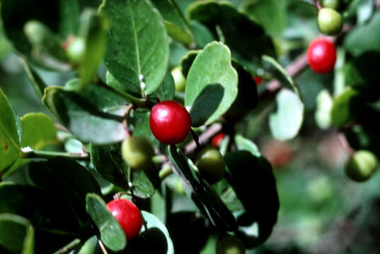 Image of maidenberry