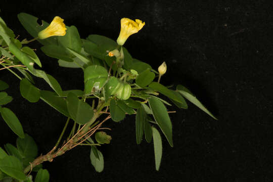 Image of shrubby woodsorrel