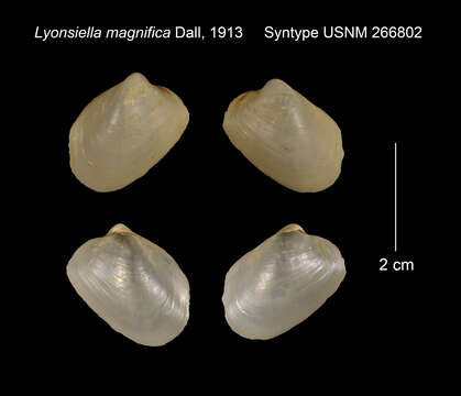 Image of Lyonsiella magnifica Dall 1913