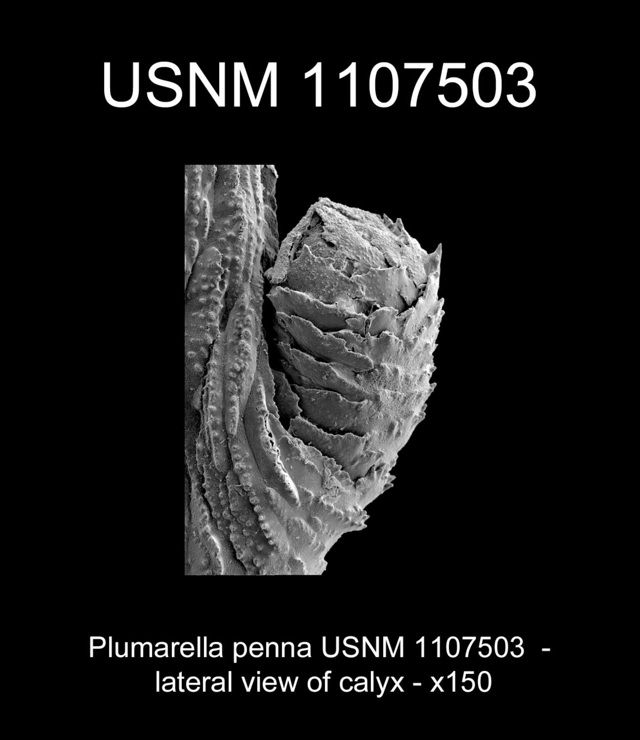 Image of Plumarella penna (Lamarck 1815)