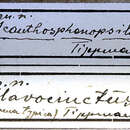 Cobelura lorigera Erichson 1847 resmi