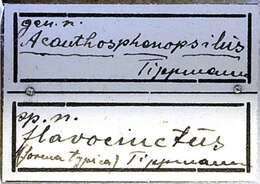 Imagem de Cobelura lorigera Erichson 1847