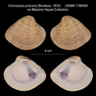 Image of Chione pulicaria (Broderip 1835)