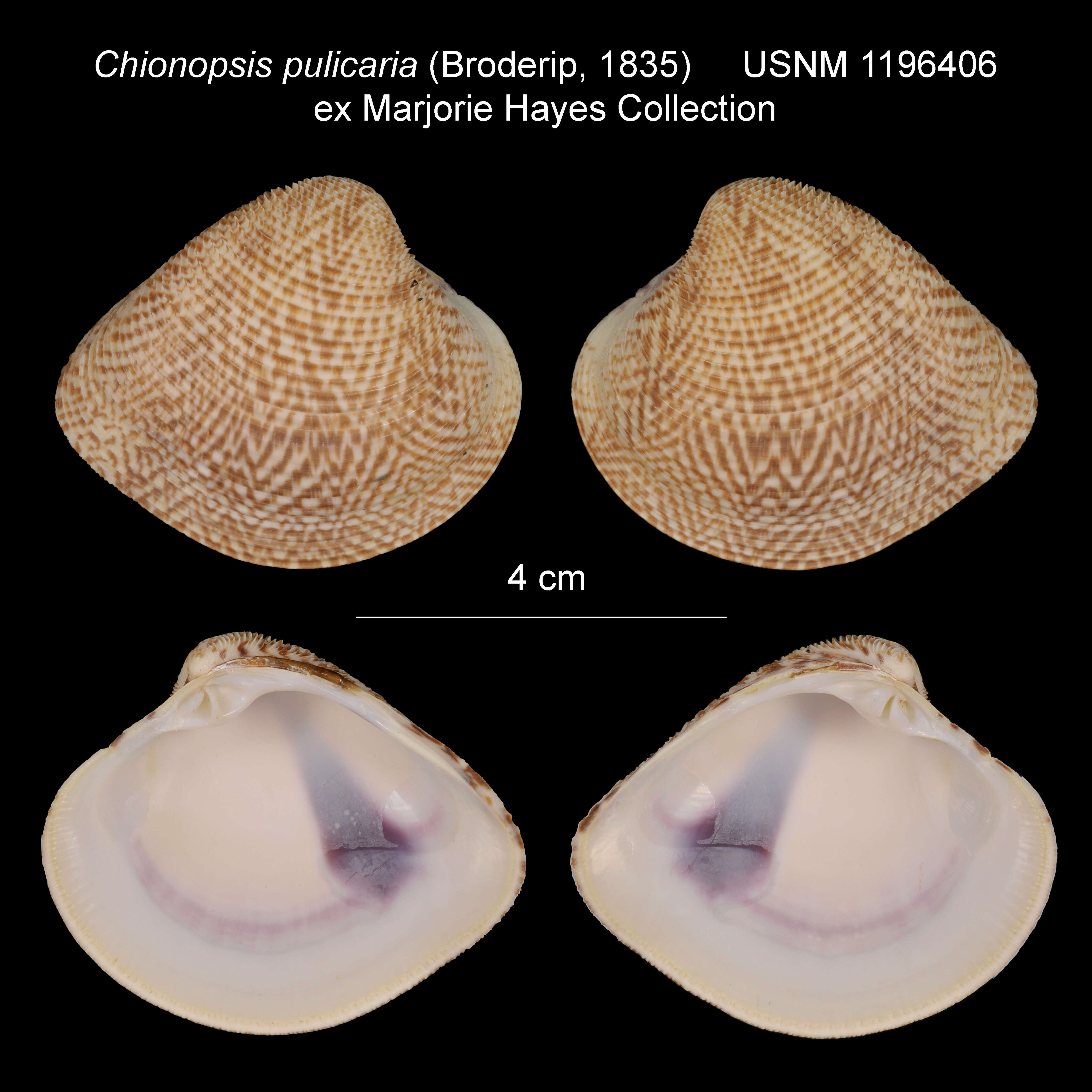 Image of Chione pulicaria (Broderip 1835)