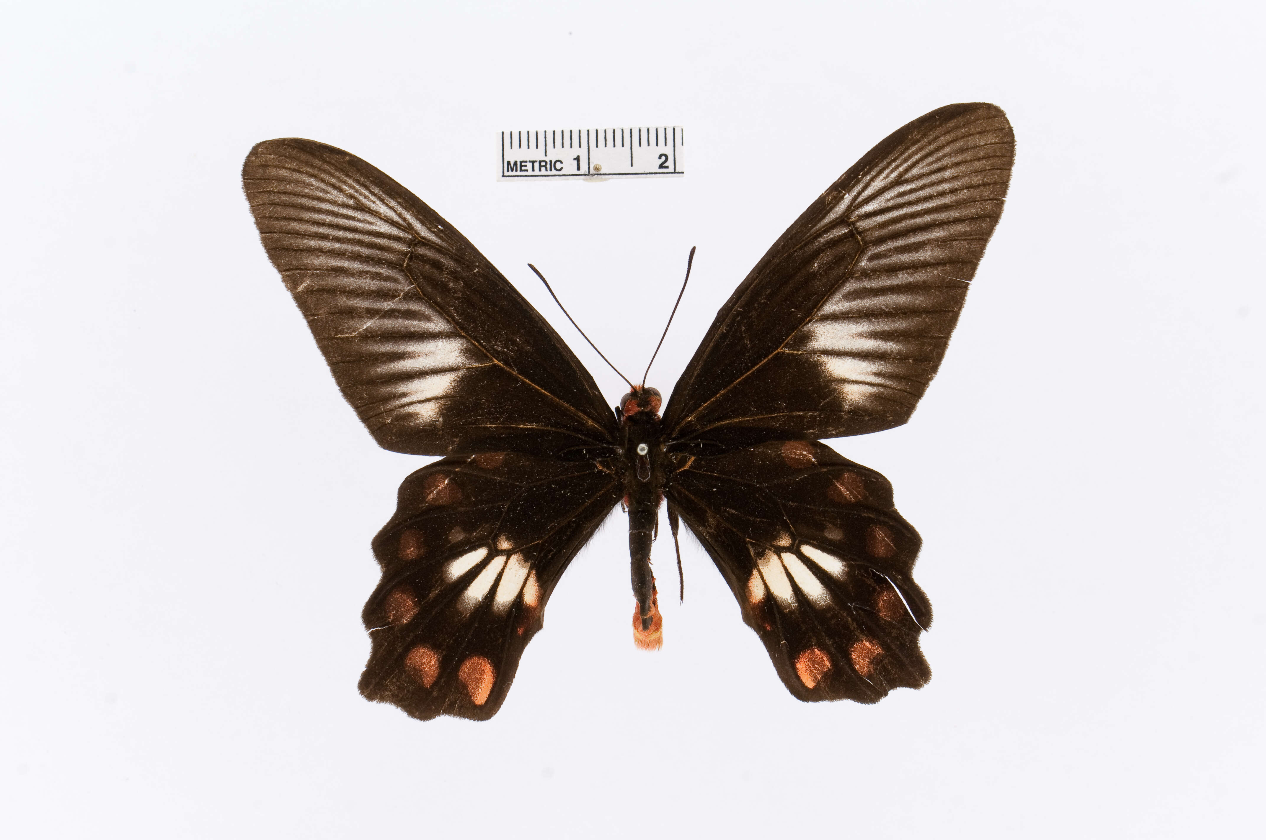 Image of Pachliopta polydorus (Linnaeus 1763)