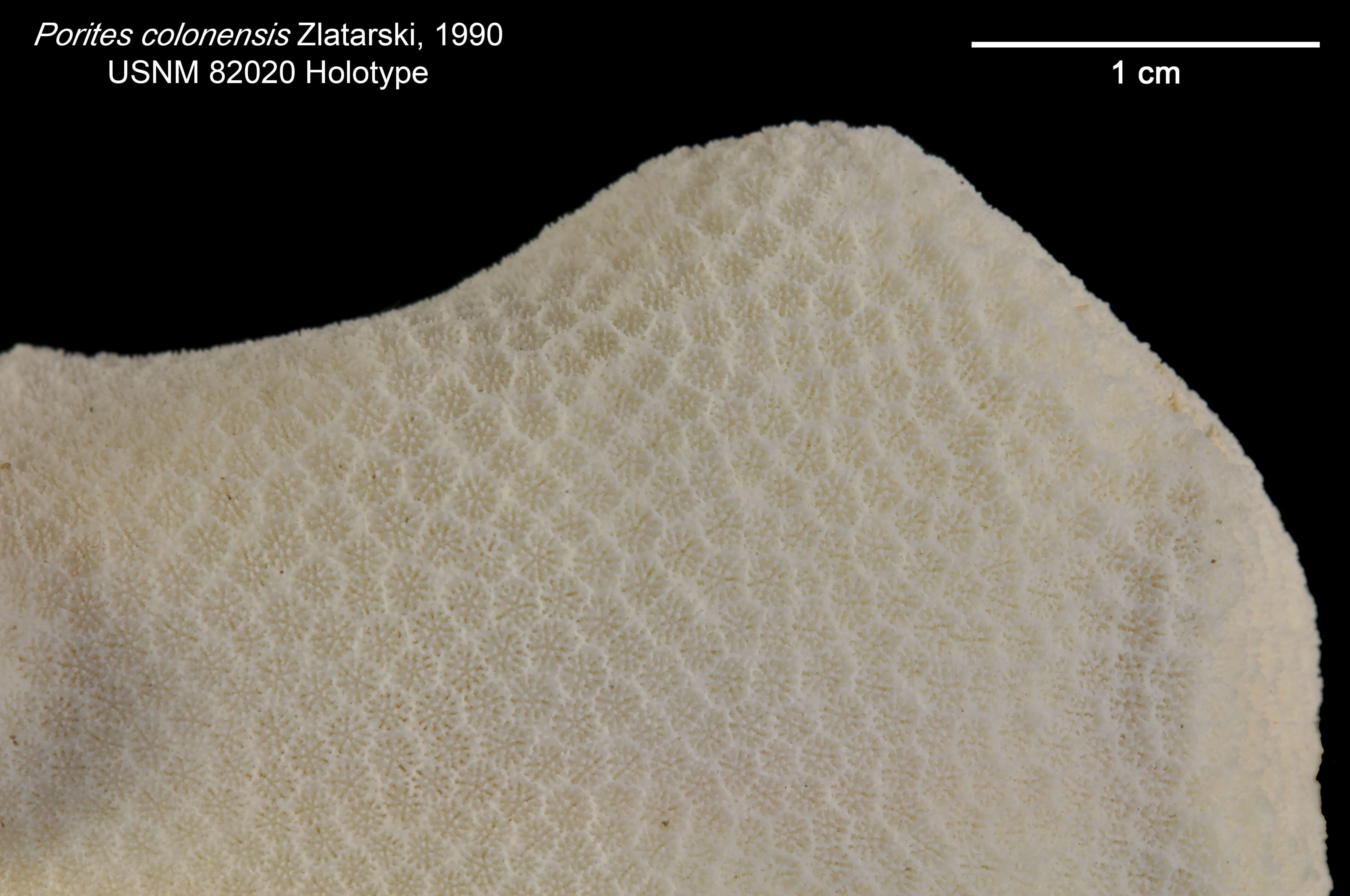 Слика од Porites colonensis Zlatarski 1990