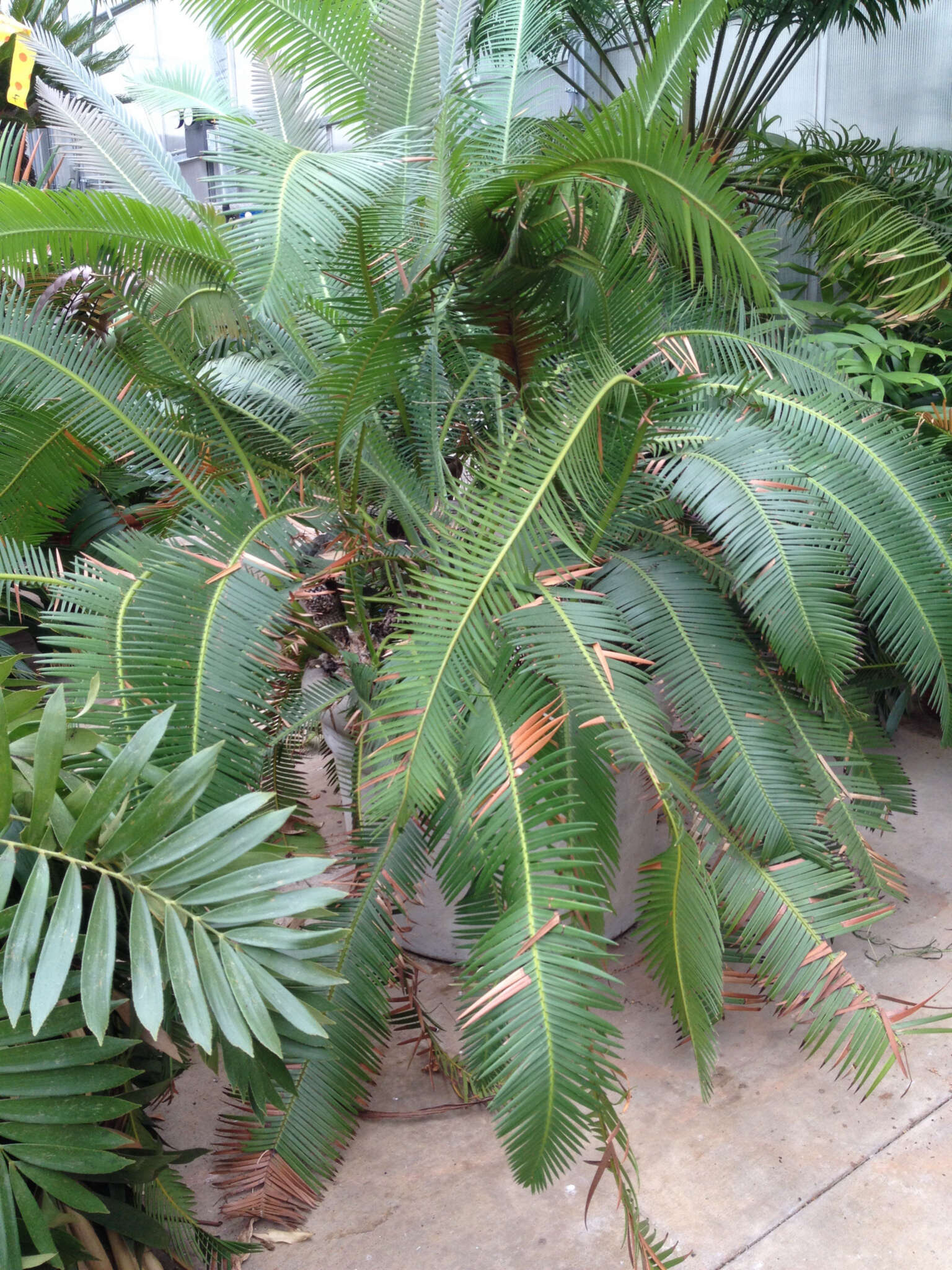 Image of Chestnut Dioon