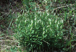 Image of Seneca snakeroot