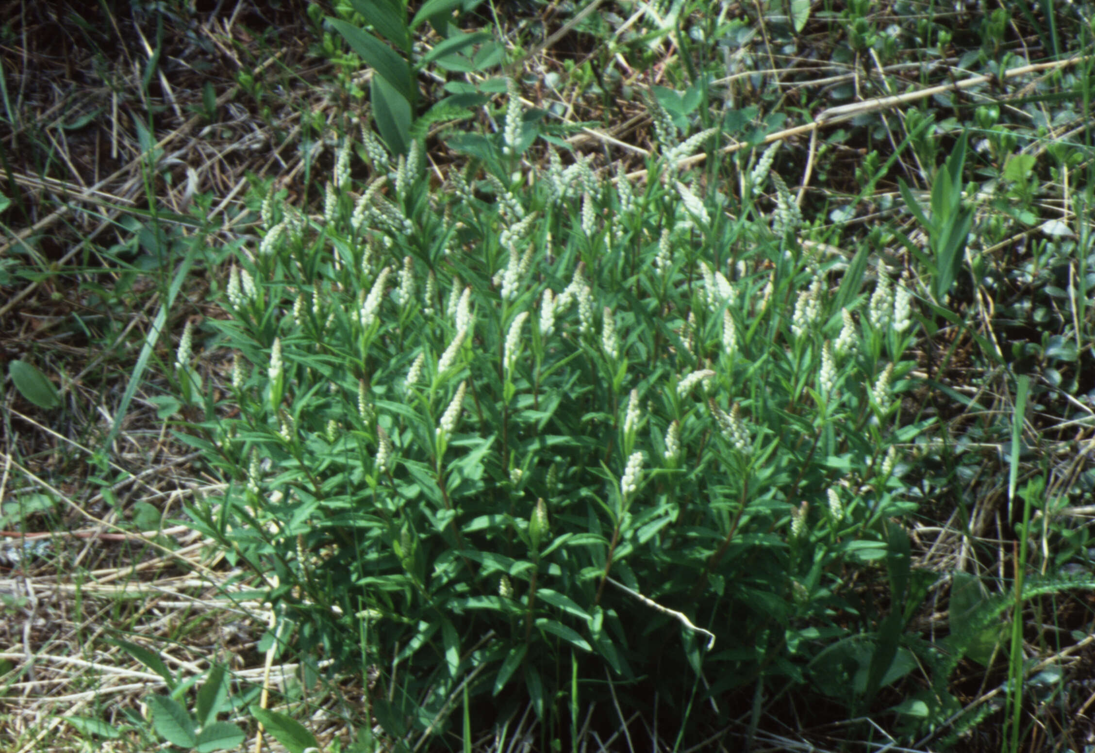 Image of Seneca snakeroot