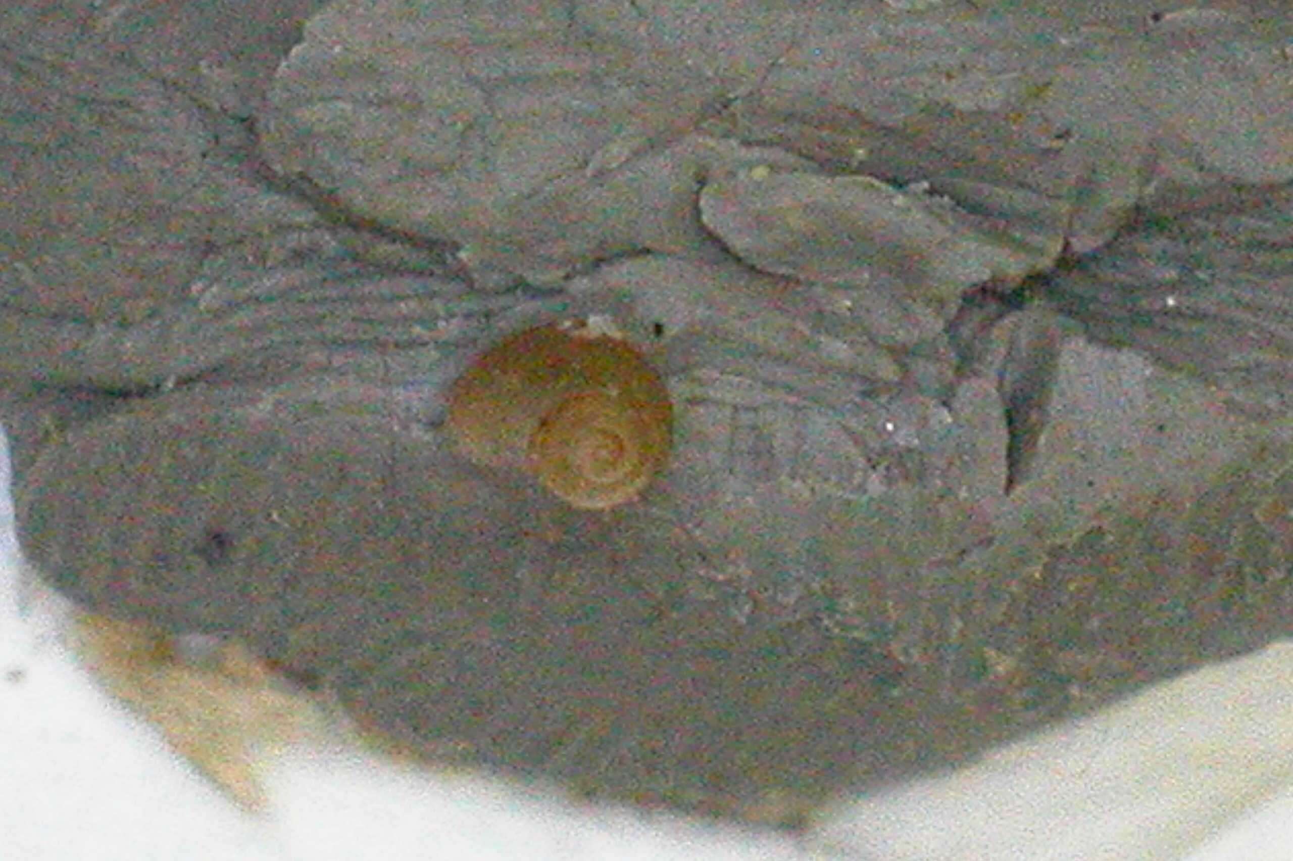 Physa heterostropha (Say 1817) resmi