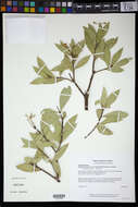 Image of Bonellia macrocarpa subsp. macrocarpa