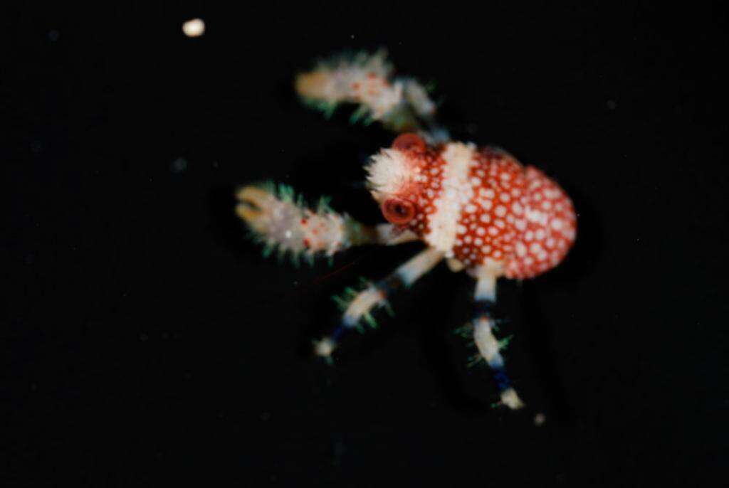 Image of Galatheidae