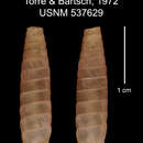 Image of Pycnoptychia trina nazarena C. Torre & Bartsch 1972