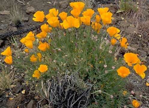 Image of California poppy