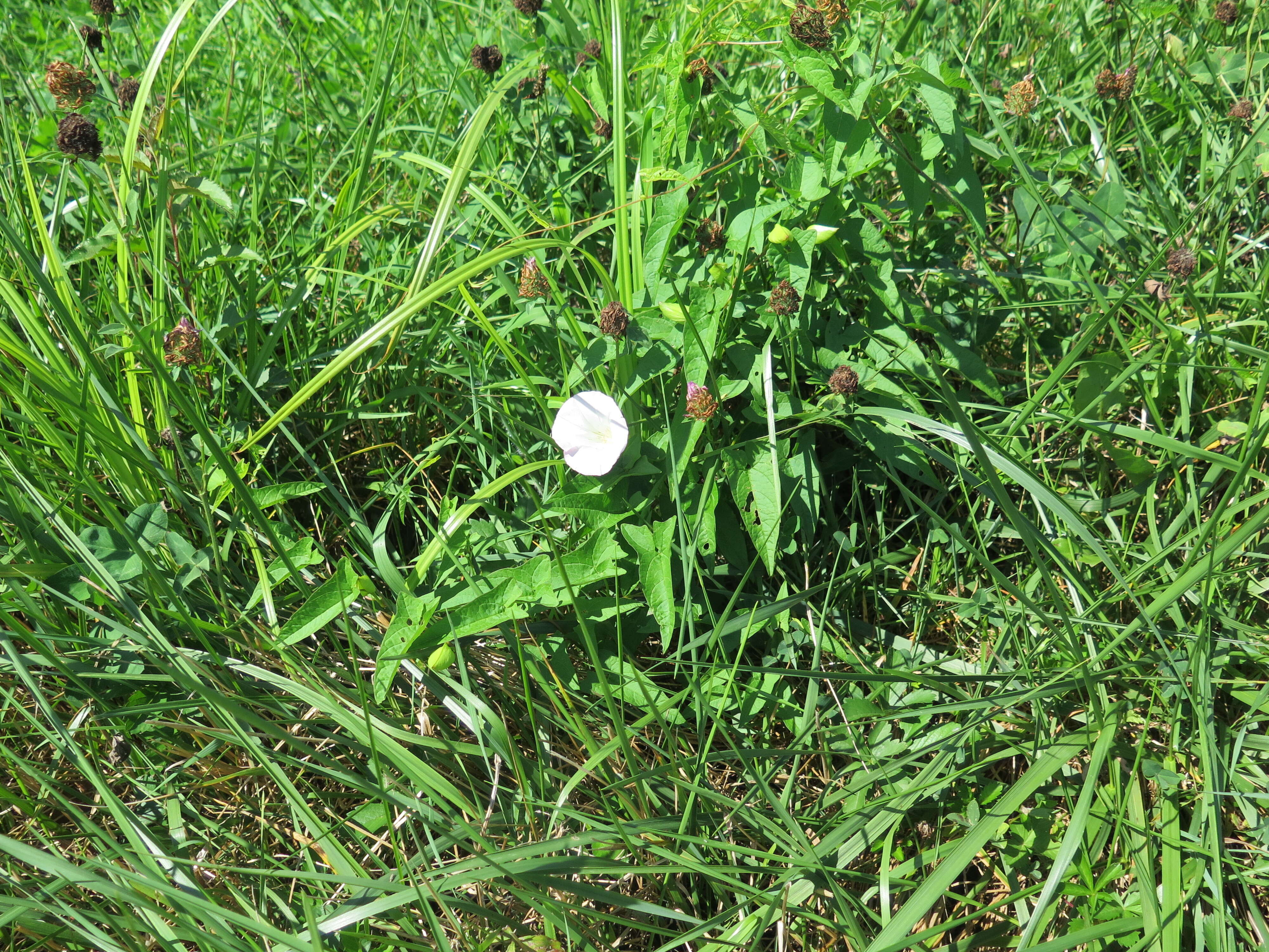 Image de Calystegia silvatica subsp. fraterniflora (Mackenzie & Bush) R. K. Brummitt