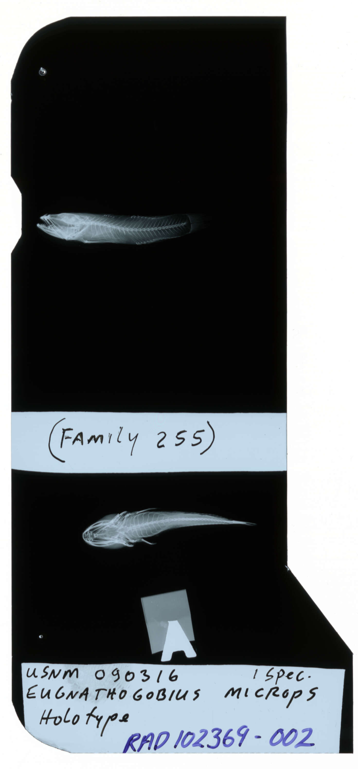 Image of Eugnathogobius microps Smith 1931