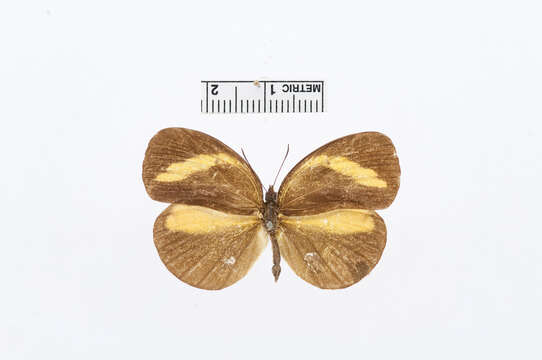 Image of Eurema tominia (Snellen van Vollenhoven 1865)