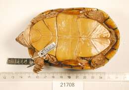 Image of Sonoyta mud turtle