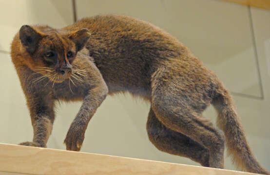 Image of Jaguarundi