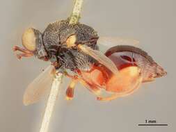 صورة Brachymeria pedalis (Cresson 1872)