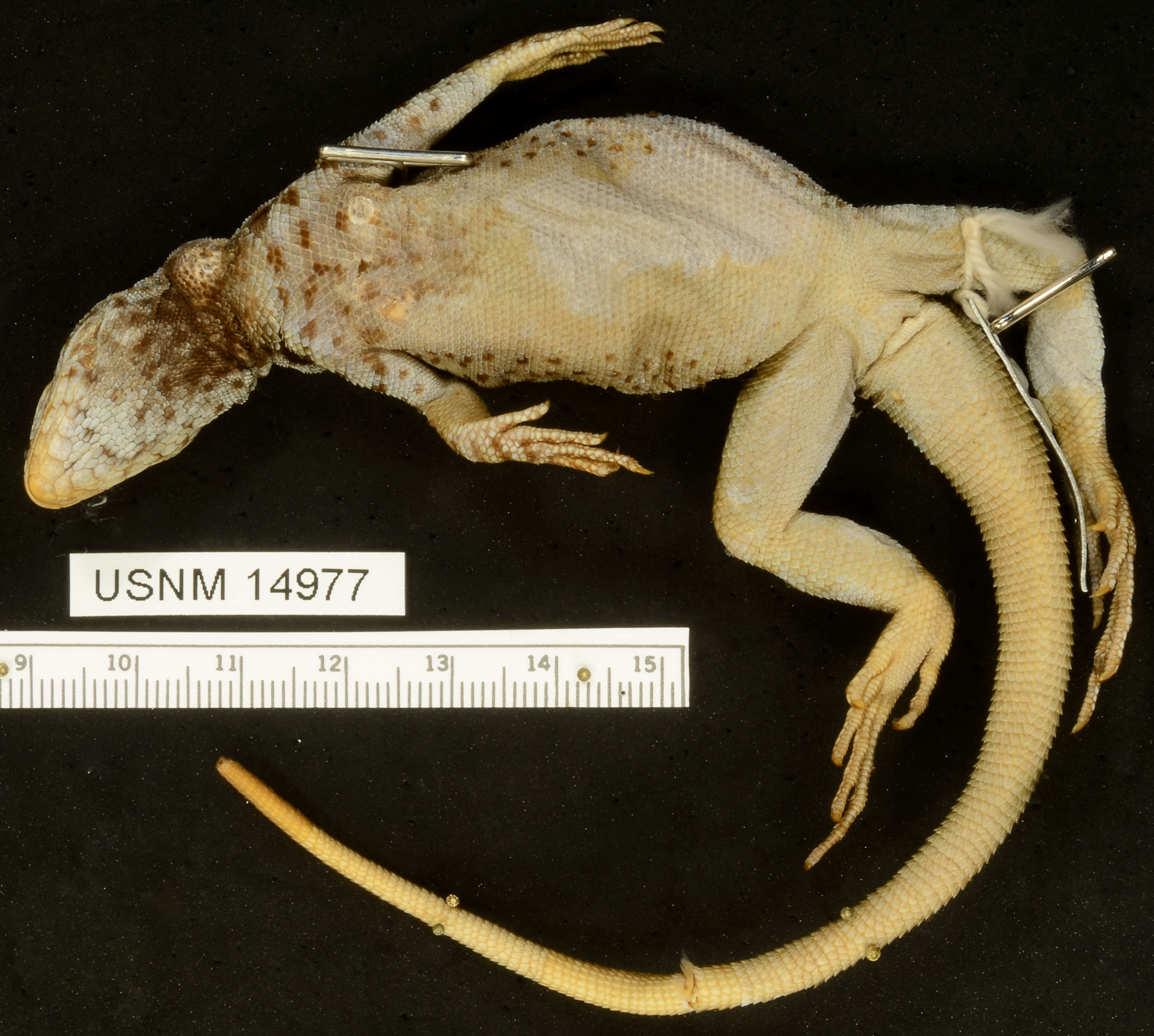 Image of Common Pacific Iguana