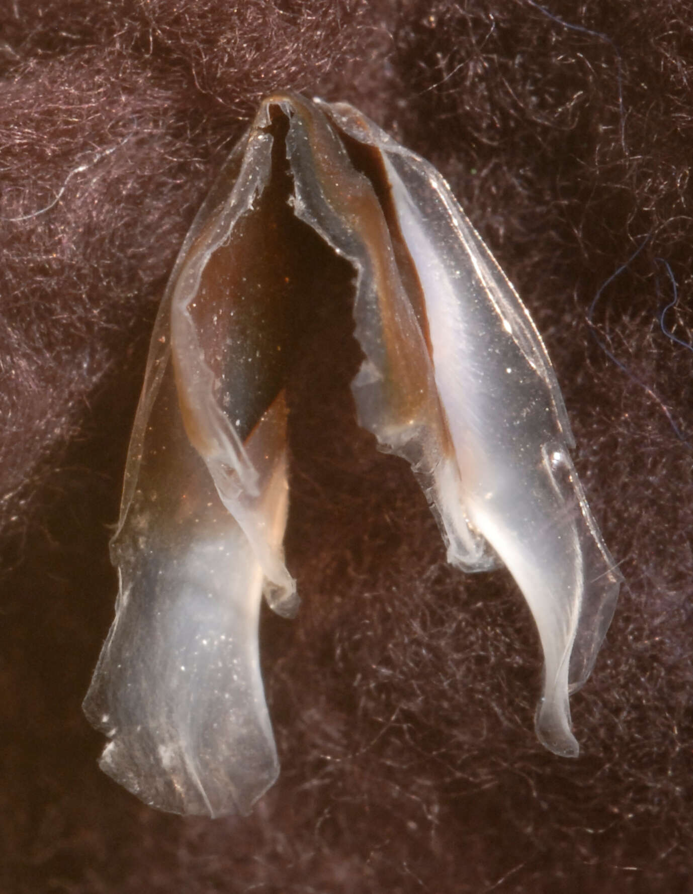 صورة Pholidoteuthis massyae (Pfeffer 1912)