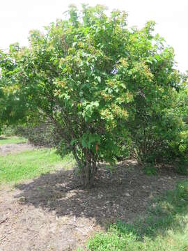 Image of Sargent's Viburnum