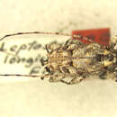 Image of Leptostylopsis longicornis (Fisher 1926)