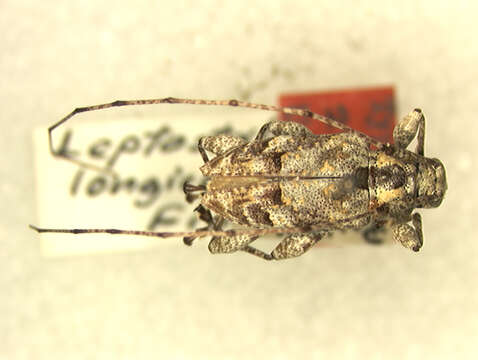 Image of Leptostylopsis longicornis (Fisher 1926)