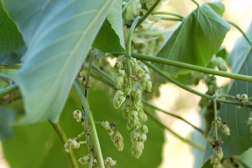 Image of parasol leaf tree